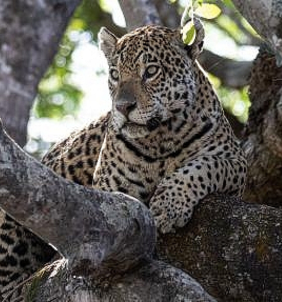 Em procedimento raro, onça-pintada é taxidermizada em laboratório da UFR