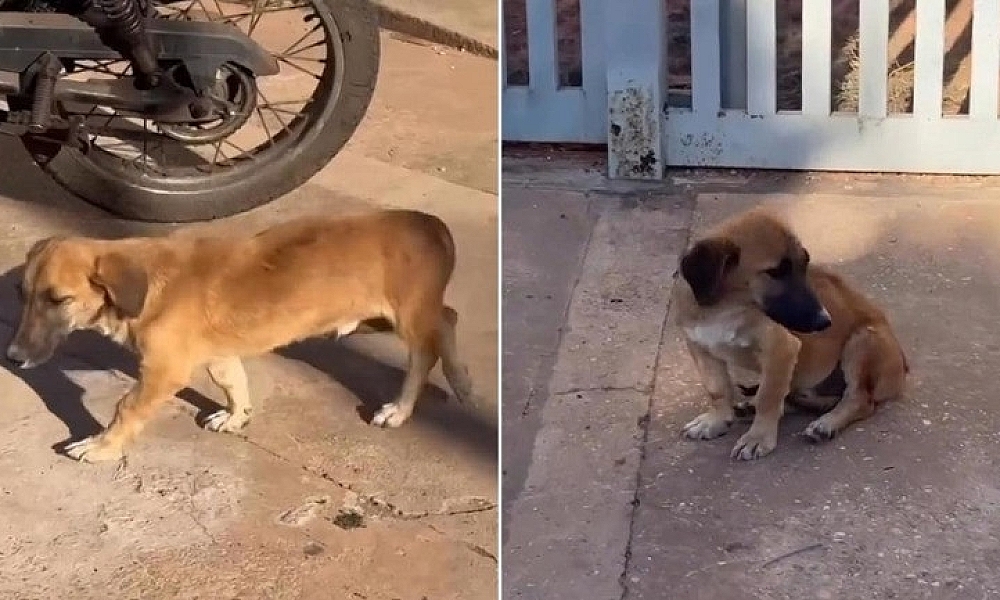 Motociclista com passagens criminais é preso por atropelar cachorro intencionalmente