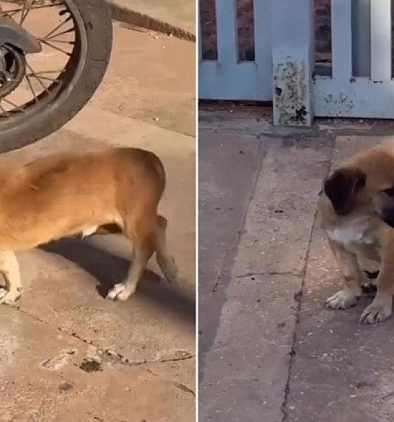 Motociclista com passagens criminais é preso por atropelar cachorro intencionalmente