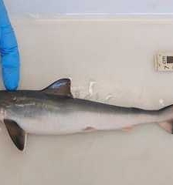 Cocaína é encontrada em organismo de tubarões no Rio de Janeiro