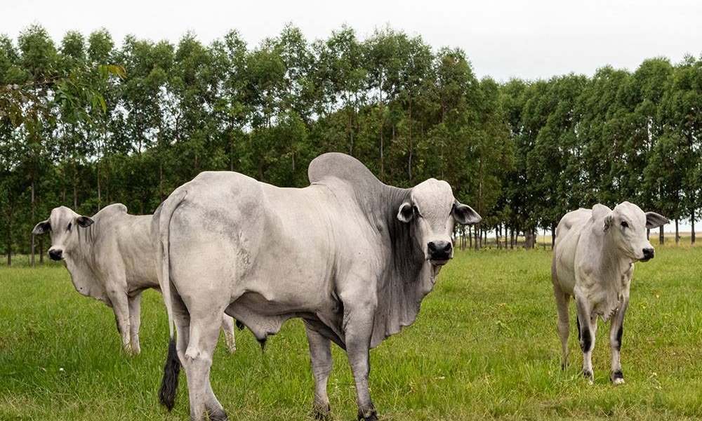 Ao aliar produção de alimentos ao bem-estar animal, Brasil se torna referência mundial