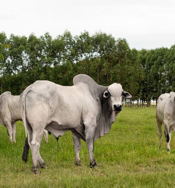 Ao aliar produção de alimentos ao bem-estar animal, Brasil se torna referência mundial