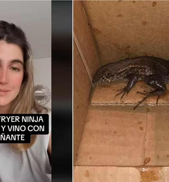 Mulher compra air fryer on-line e recebe réptil vivo no pacote.
