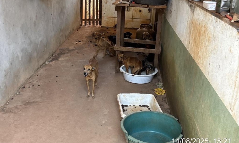 Polícia Militar e Bombeiros resgatam 25 cães e gatos em situação de abandono