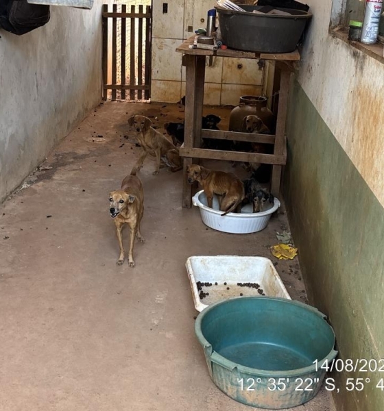 Polícia Militar e Bombeiros resgatam 25 cães e gatos em situação de abandono