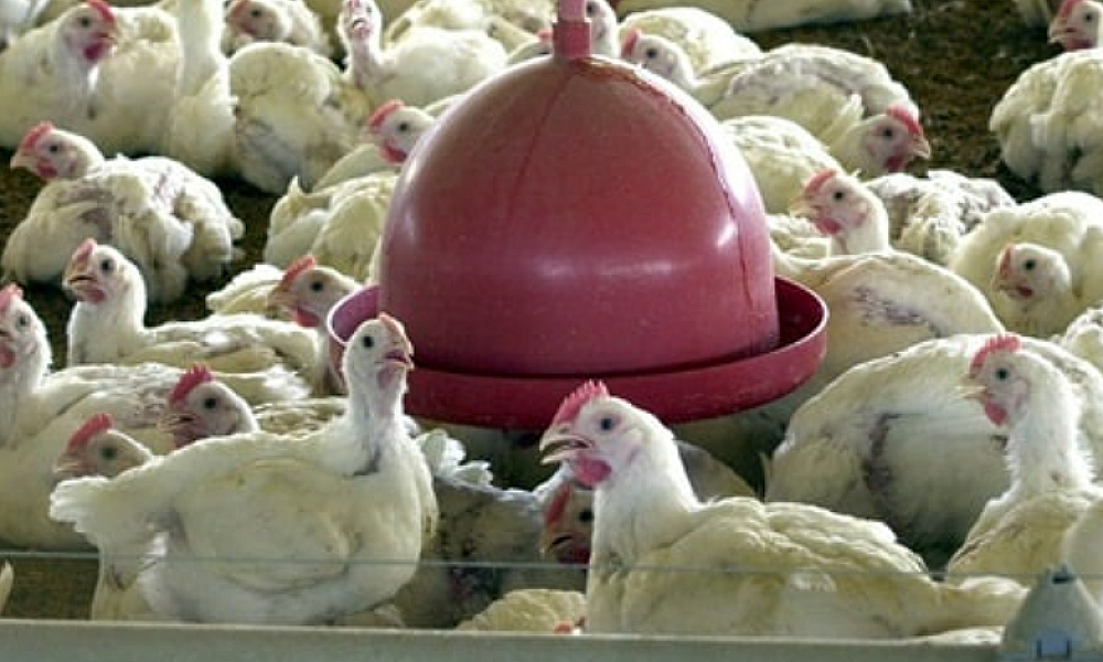 EUA confirmam mais 2 casos de gripe aviária em humanos