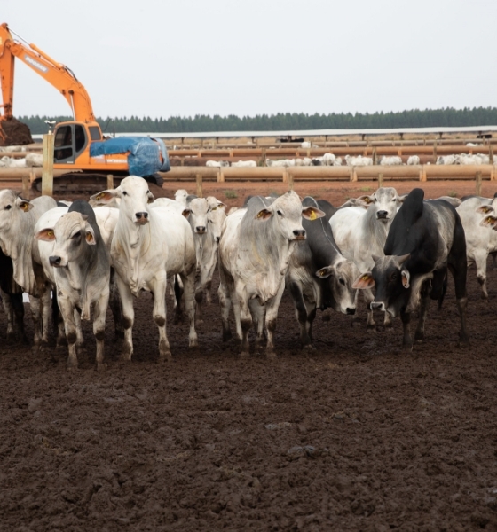 Carne bovina produzida em MT destinada à exportação alimenta 20 milhões de pessoas ao ano