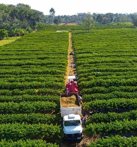 Governo de Mato Grosso isenta taxa de inscrição estadual para produtores rurais