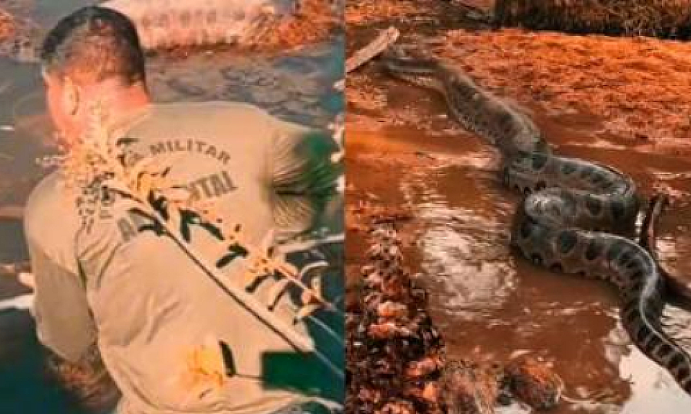 Sucuri de 5 metros é resgatada de açude em zona rural de MT