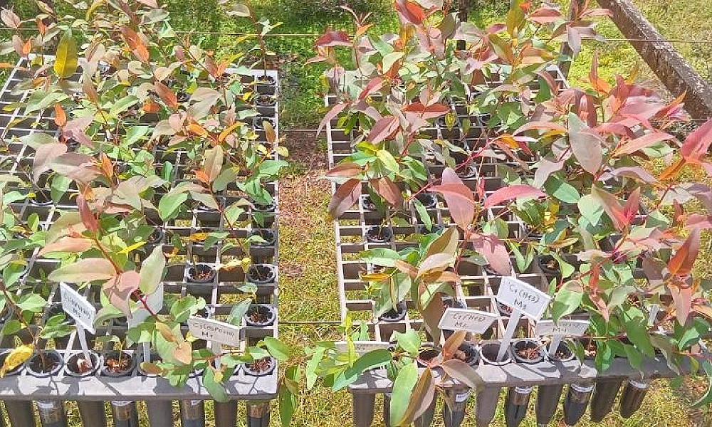 Pesquisadores desenvolvem tecnologia sustentável para produção de mudas florestais em MT