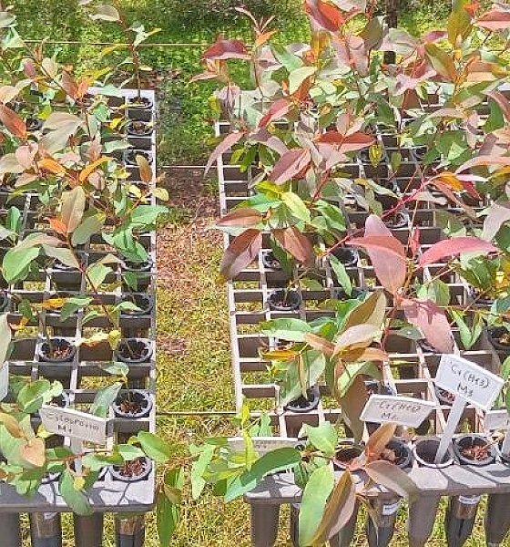 Pesquisadores desenvolvem tecnologia sustentável para produção de mudas florestais em MT