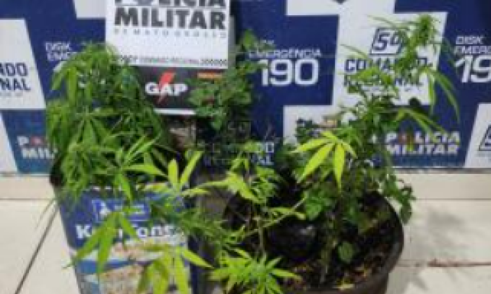 Menor é apreendido com maconha plantada em vasos dentro de casa