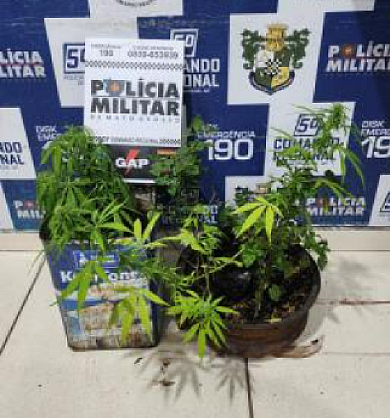 Menor é apreendido com maconha plantada em vasos dentro de casa