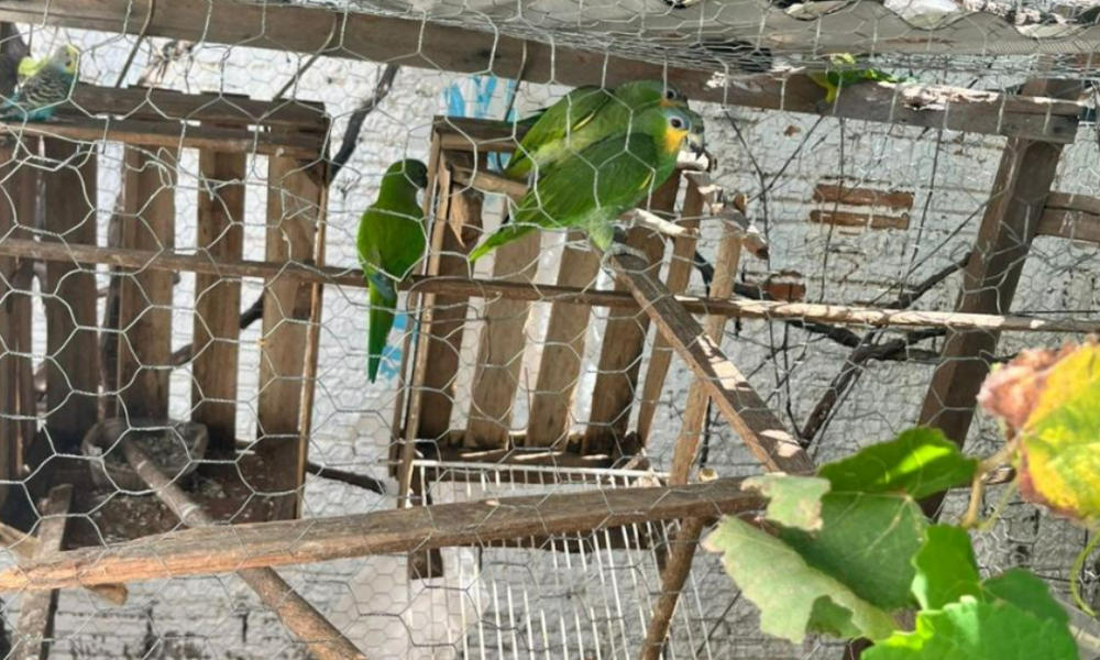 Polícia Civil descobre criadouro ilegal e resgata pássaros silvestres em Várzea Grande