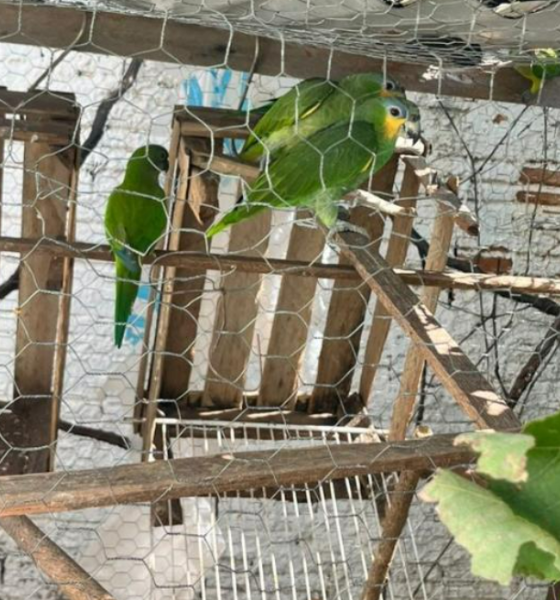 Polícia Civil descobre criadouro ilegal e resgata pássaros silvestres em Várzea Grande