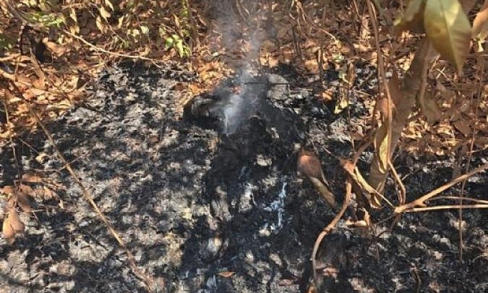Corpo carbonizado é encontrado em área de mata em Confresa