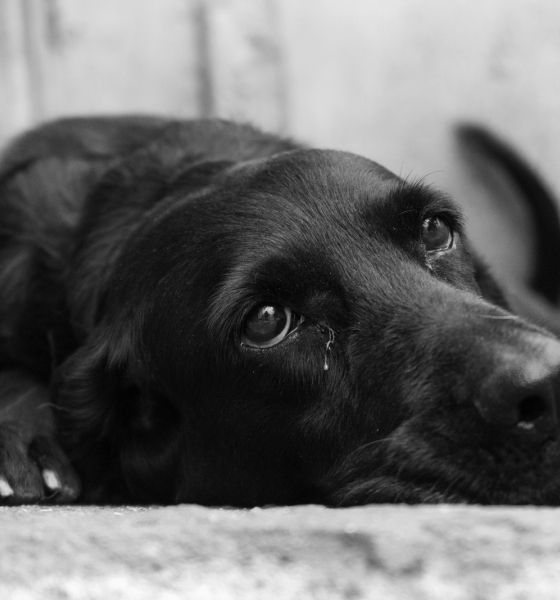 Idoso é preso em Cuiabá por mutilar cachorro e cometer crimes ambientais