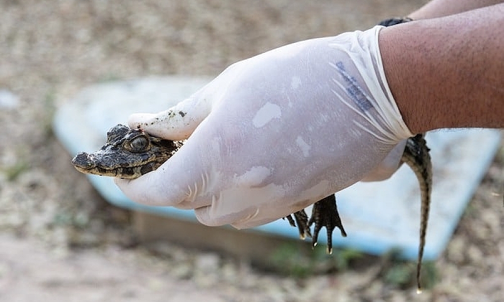 Oito jacarés são resgatados em piscina de pousada desativada em Mato Grosso