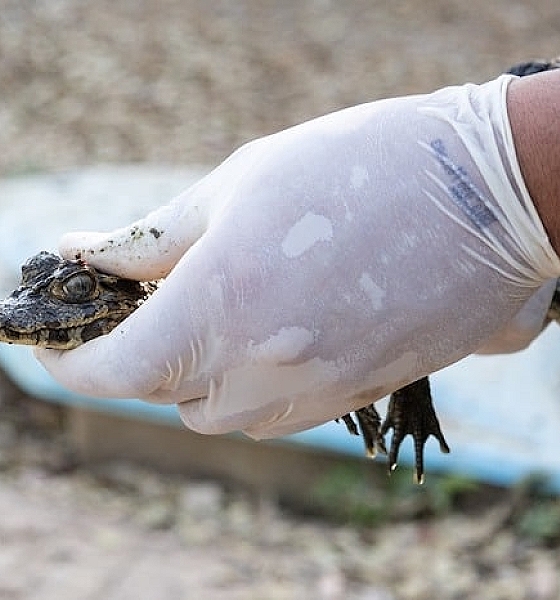 Oito jacarés são resgatados em piscina de pousada desativada em Mato Grosso