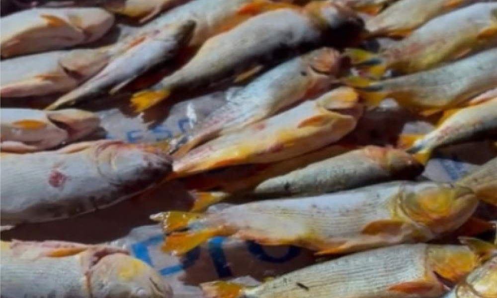 Homem é preso com 200 kg de peixe irregular em Rosário Oeste