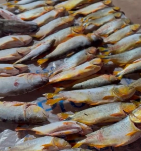 Homem é preso com 200 kg de peixe irregular em Rosário Oeste