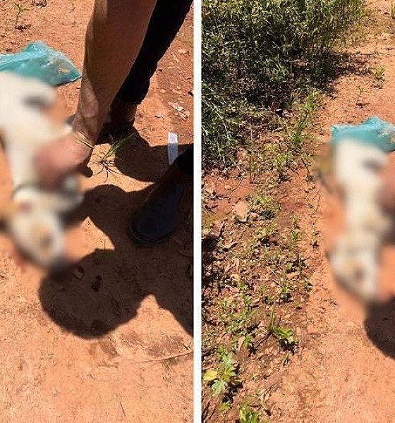 Homem é preso após matar cachorro a pauladas em Várzea Grande