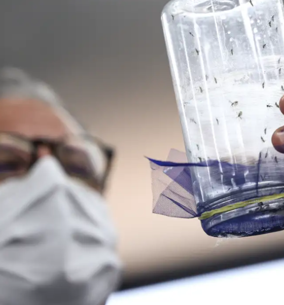 Fábrica de mosquitos inicia operação em Campinas com tecnologias inovadoras contra a dengue