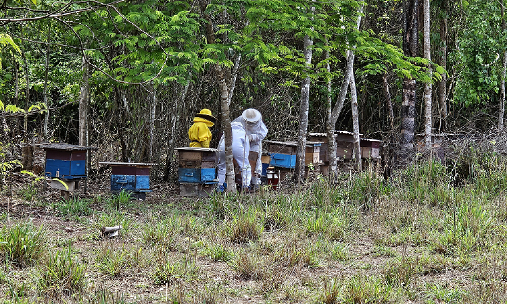 Seaf apoia a produção de mel e Alta Floresta promove integração entre apicultores e meliponicultores da Amazônia Mato-grossense