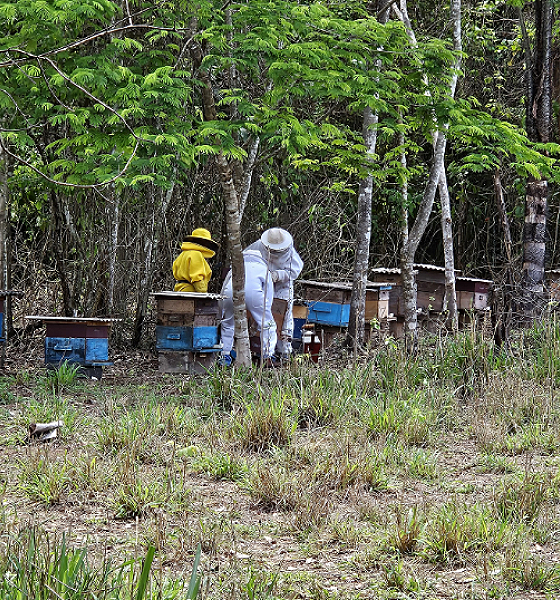 Seaf apoia a produção de mel e Alta Floresta promove integração entre apicultores e meliponicultores da Amazônia Mato-grossense
