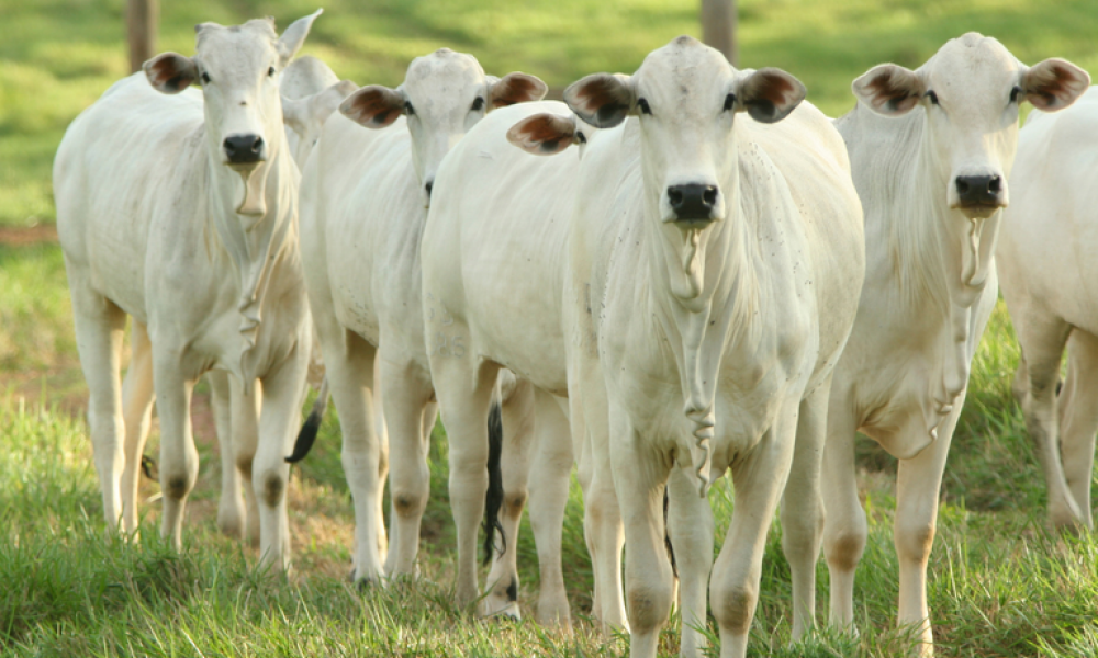 Brasil fortalece a pecuria sustentvel e mantm liderana nas exportaes globais de carne