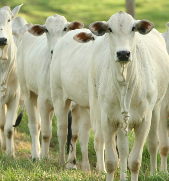 Brasil fortalece a pecuria sustentvel e mantm liderana nas exportaes globais de carne