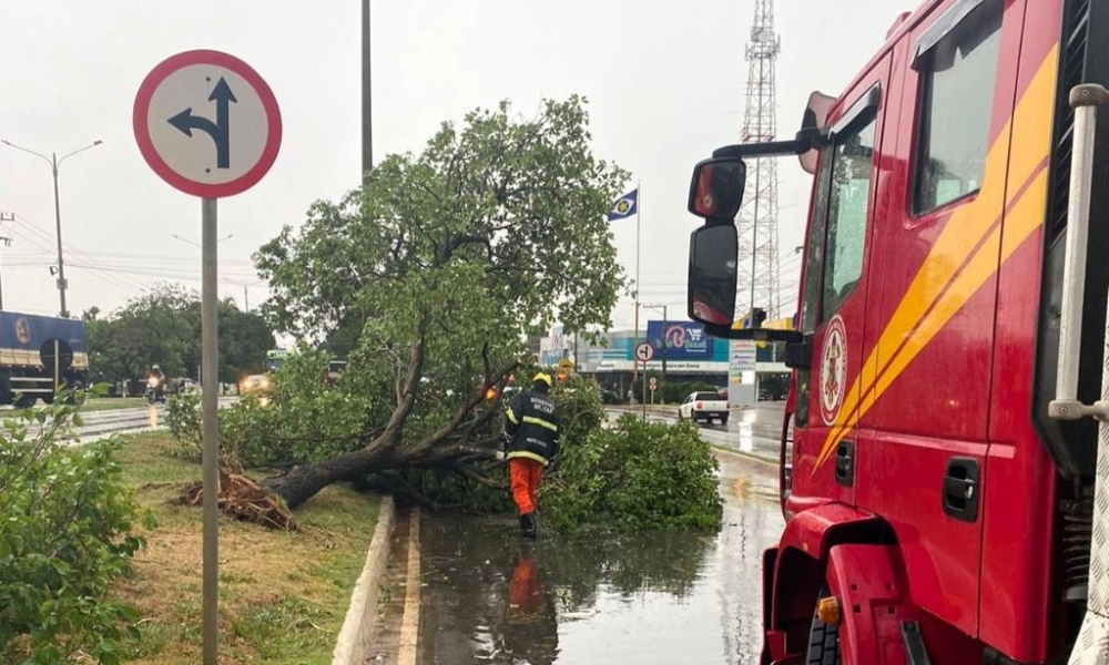 Corpo de Bombeiros libera vias bloqueadas por queda de árvores após temporal
