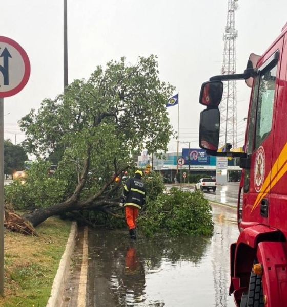 Corpo de Bombeiros libera vias bloqueadas por queda de árvores após temporal