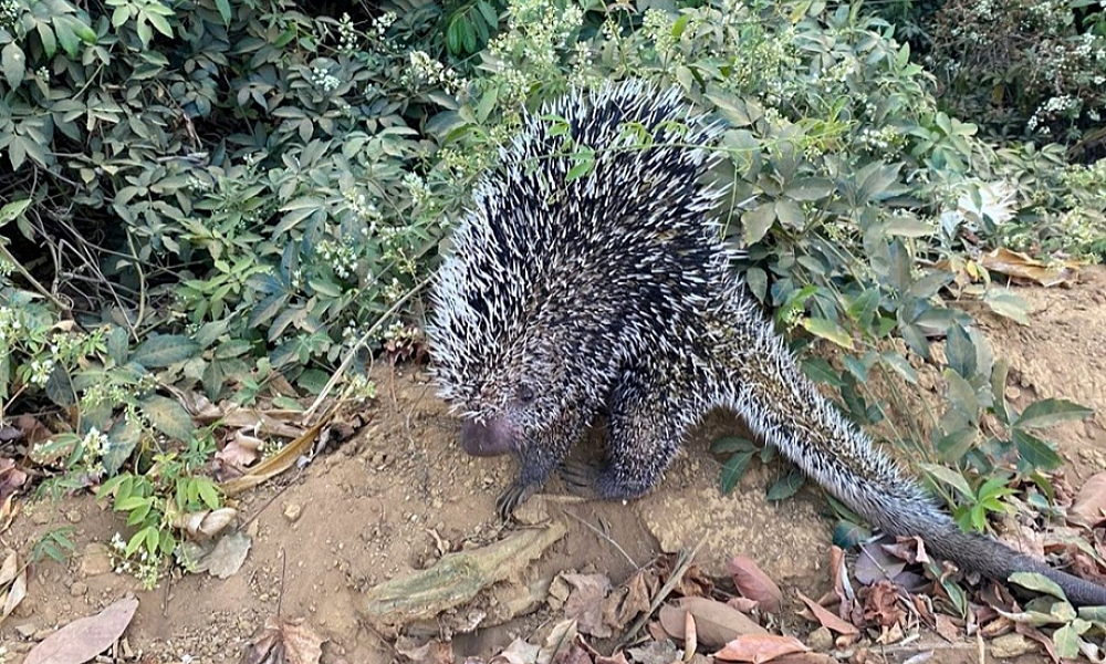 Bombeiros capturam ouriço-cacheiro em quintal de casa em Campo Verde