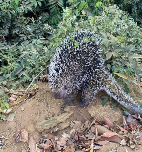 Bombeiros capturam ouriço-cacheiro em quintal de casa em Campo Verde