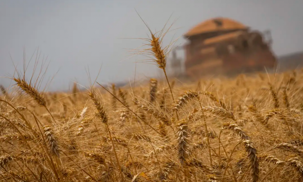 Safra de grãos dever chegar a 298,6 milhões de toneladas, diz Conab