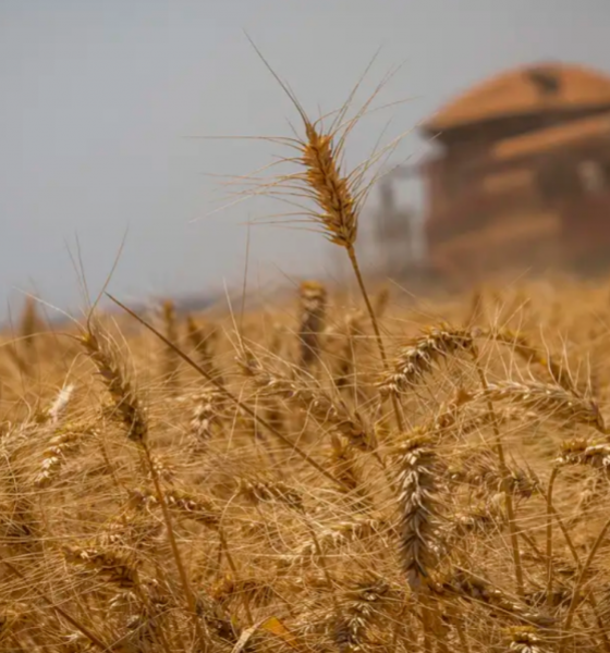 Safra de grãos dever chegar a 298,6 milhões de toneladas, diz Conab