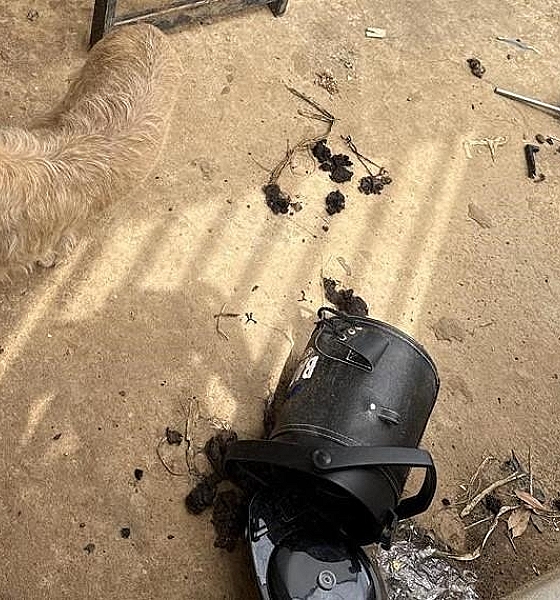 Polícia Civil prende cabeleireiro por maus-tratos a animais em Vila Rica