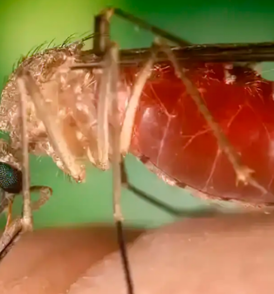 Saúde investiga oito casos de transmissão vertical de Oropouche