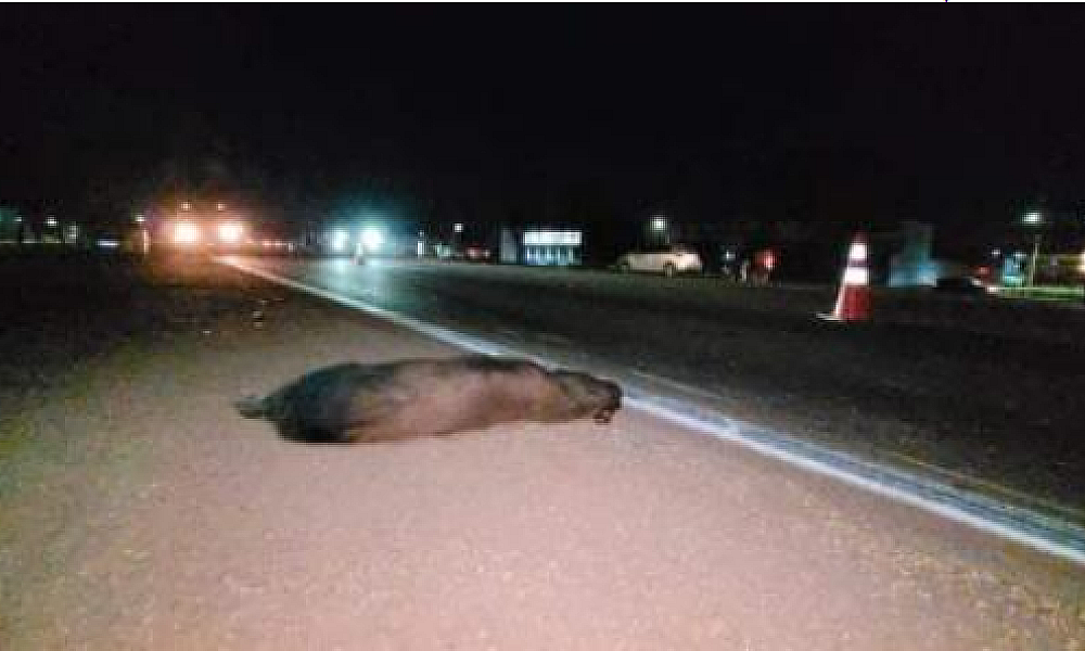 Motociclista fica ferido após atropelar e matar capivara na BR-163