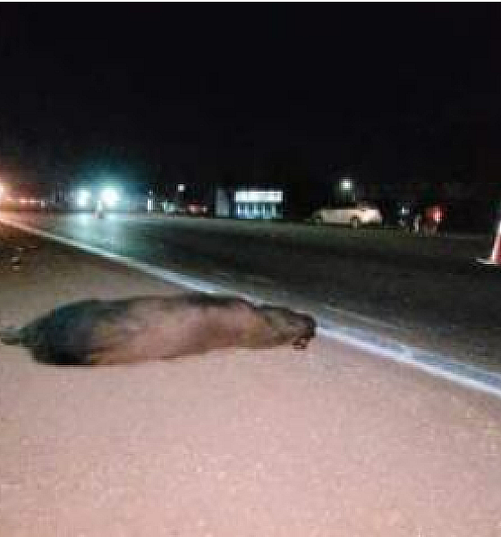Motociclista fica ferido após atropelar e matar capivara na BR-163