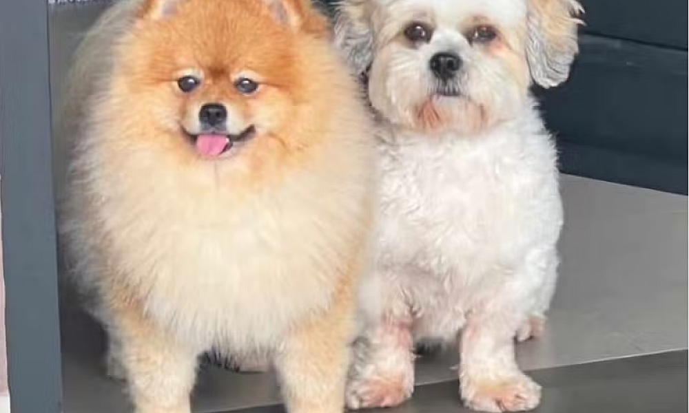 Dois suspeitos são presos por furto em hotel para cães em Cuiabá