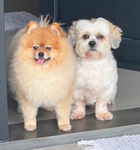 Dois suspeitos são presos por furto em hotel para cães em Cuiabá