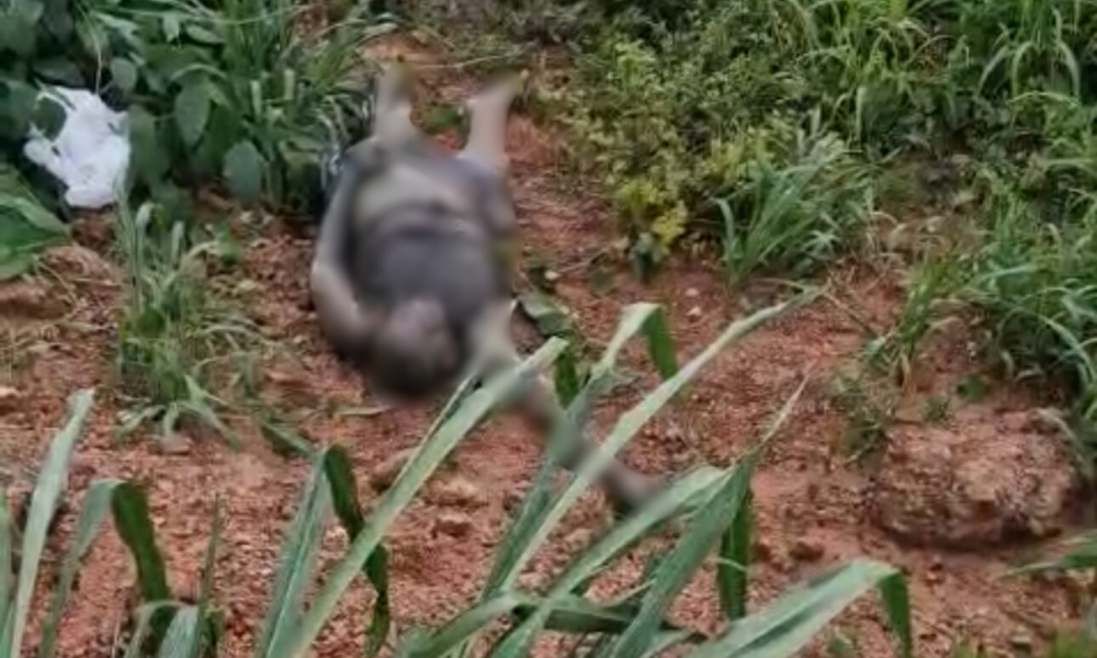 Corpo é encontrado em decomposição em área de mata