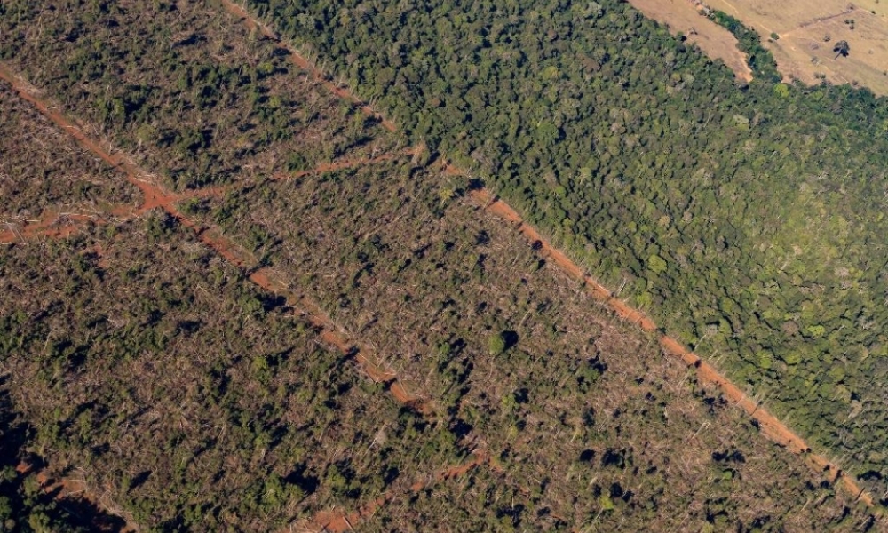 Sema embarga 1,86 milhão de hectares por crimes ambientais de 2019 a 2024