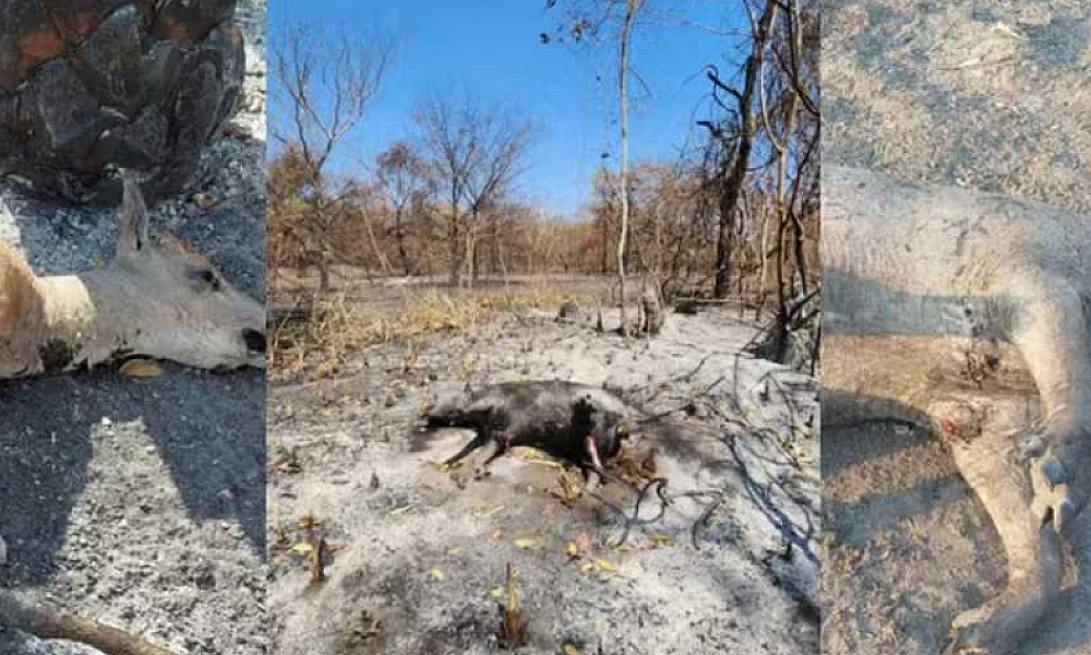 Animais morrem em meio à seca severa e incêndios no Pantanal