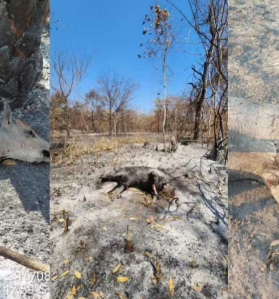 Animais morrem em meio à seca severa e incêndios no Pantanal