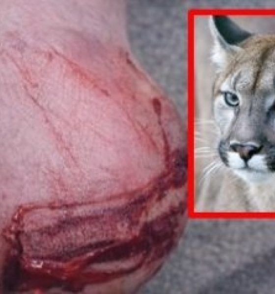 Professora é ferida no calcanhar após ataque de onça-parda na zona rural de Chapada