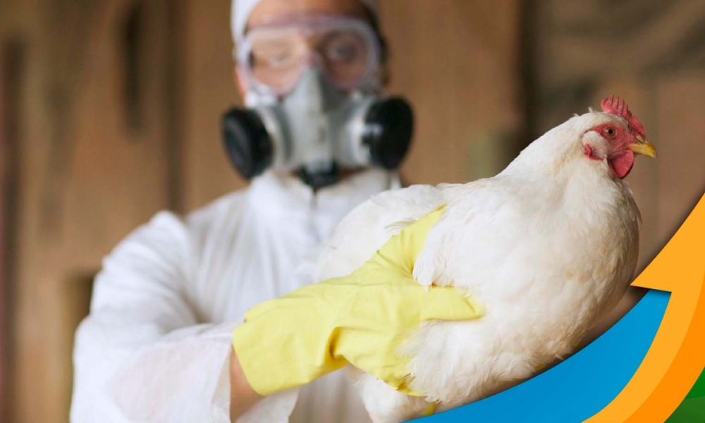 Caso de gripe aviária é confirmado em propriedade rural de Cuiabá, diz Mapa