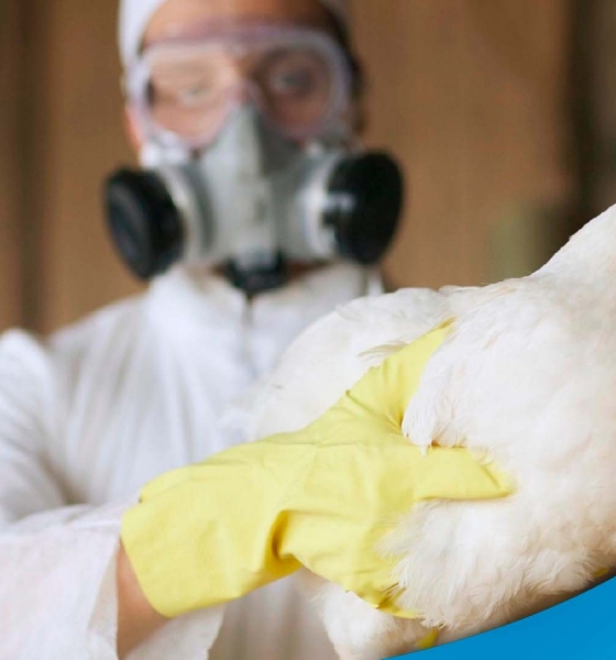 Caso de gripe aviária é confirmado em propriedade rural de Cuiabá, diz Mapa